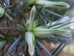 Erica nabea flowers